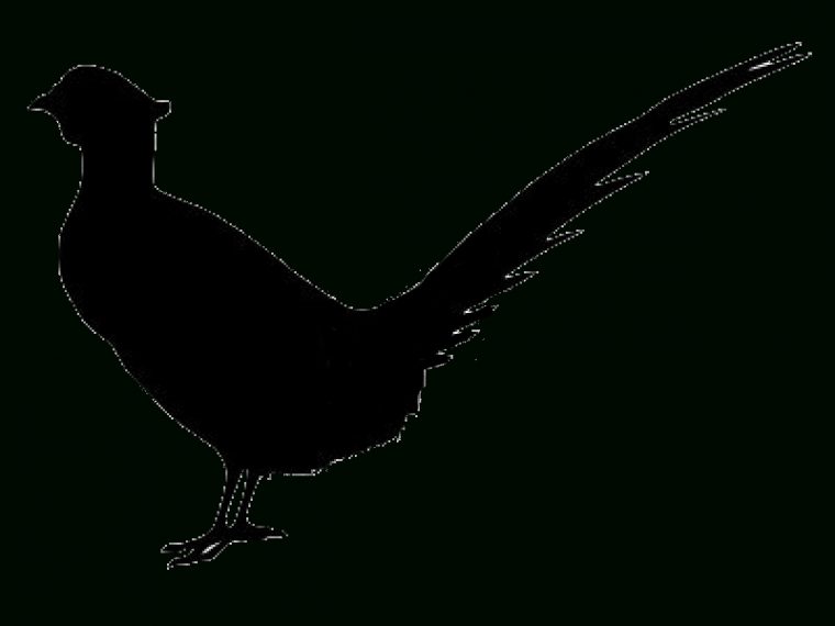 Pheasant Silhouette – Pheasant Feathers Png Download – 1200*900 – Free avec Dessin Faisan