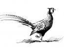 Pheasant Stock Illustrations - 2,461 Pheasant Stock Illustrations avec Dessin Faisan