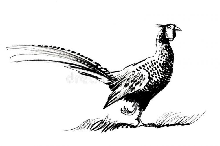 Pheasant Stock Illustrations – 2,461 Pheasant Stock Illustrations avec Dessin Faisan