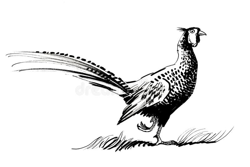 Pheasant Stock Illustrations - 2,461 Pheasant Stock Illustrations avec Dessin Faisan 