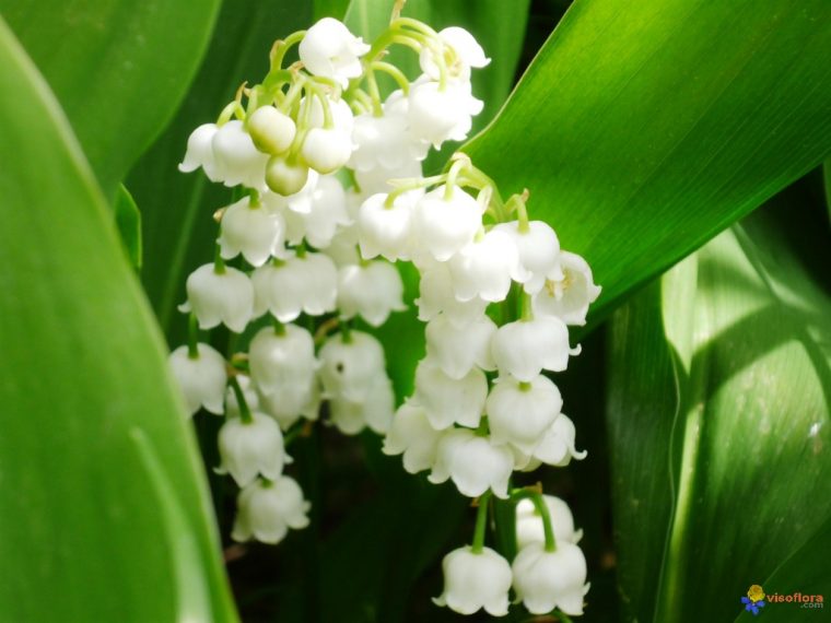 Photo : Bouquet De Muguet serapportantà Bouquet De Fleurs Avec Du Muguet