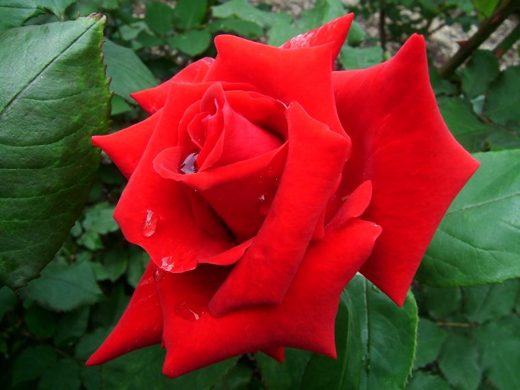 Photo De Fleurs Rose • Les Plus Belles Photos Par Bonjour Nature destiné Image Rose Rouge Gratuite