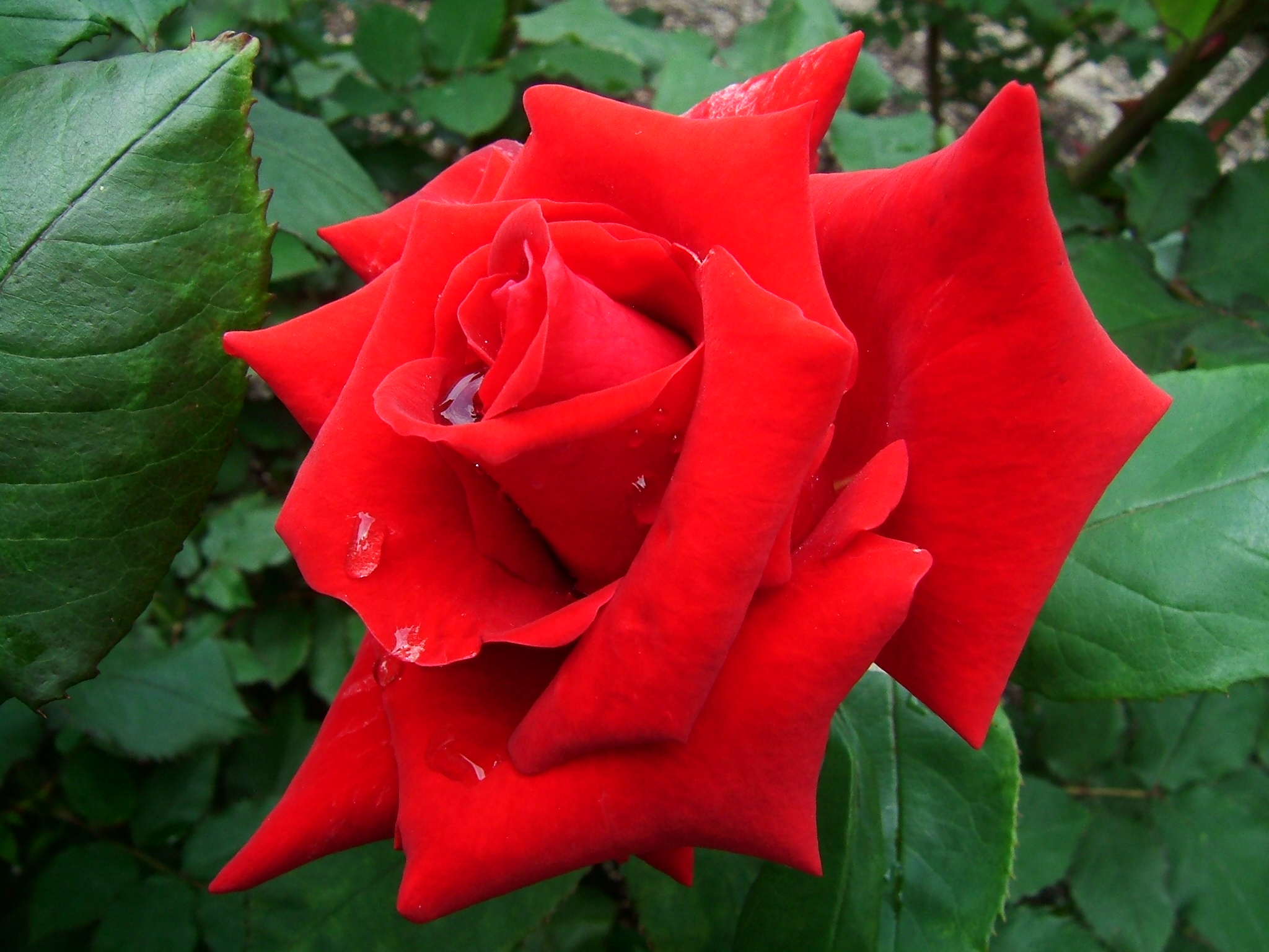Photo De Fleurs Rose • Les Plus Belles Photos Par Bonjour Nature destiné Image Rose Rouge Gratuite 