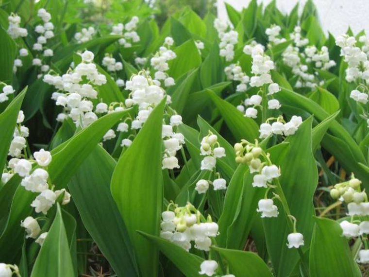 Photo De Muguet Fleur serapportantà Fleur De Muguet