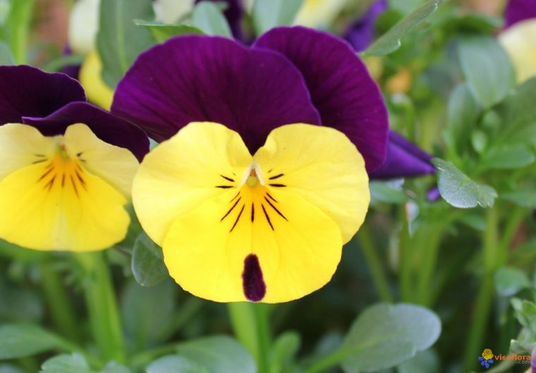 Photo : Fleur serapportantà Fleurs Pensees