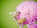 Photo Gratuite: Abeilles, Fleur, Pollen - Image Gratuite Sur Pixabay à Image Abeille Gratuite