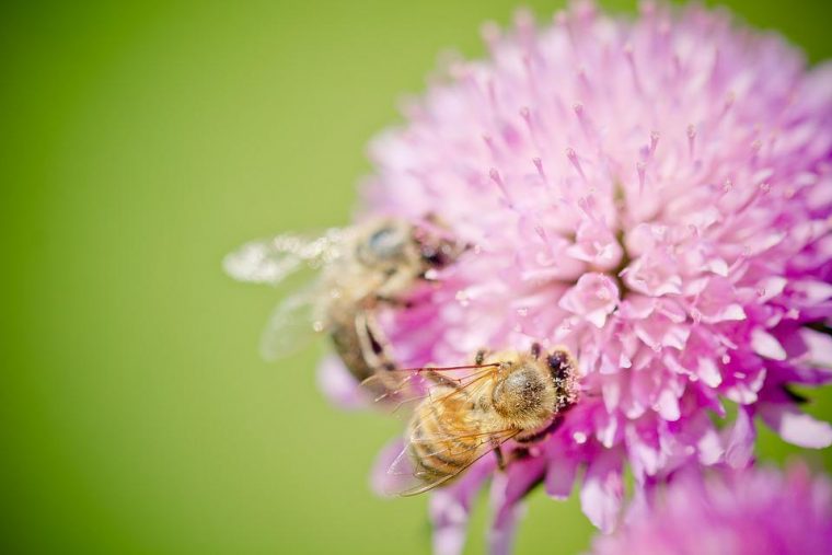 Photo Gratuite: Abeilles, Fleur, Pollen – Image Gratuite Sur Pixabay à Image Abeille Gratuite