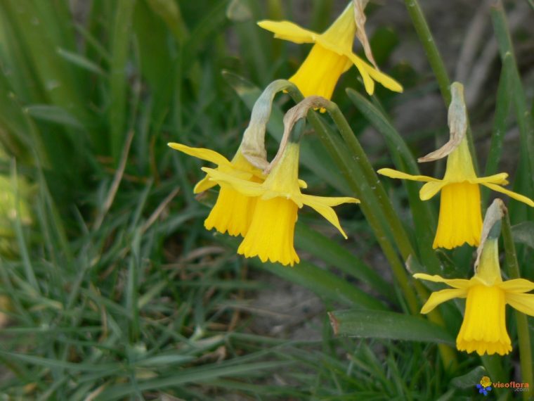 Photo : Jonquille Jaune encequiconcerne Fleur Jonquille Photo