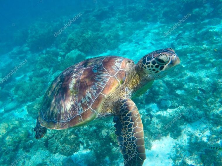 Photo Sous-Marine Proche De Tortue Verte. Animaux De Mer Tropicale Dans avec Animaux De Mare