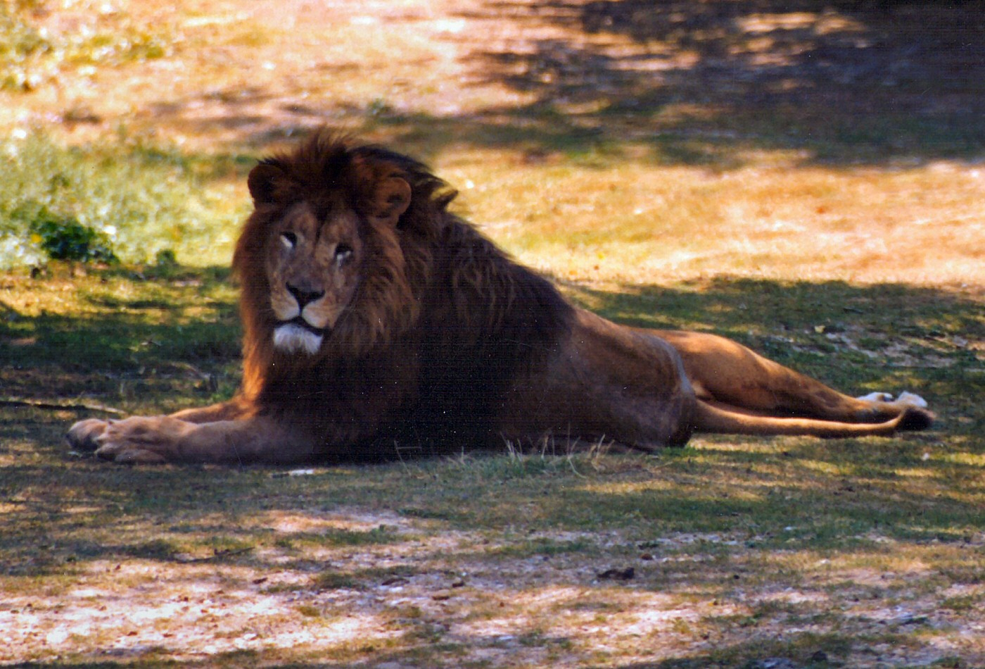 Photographie D'Un Lion. avec Images De Lions Gratuites