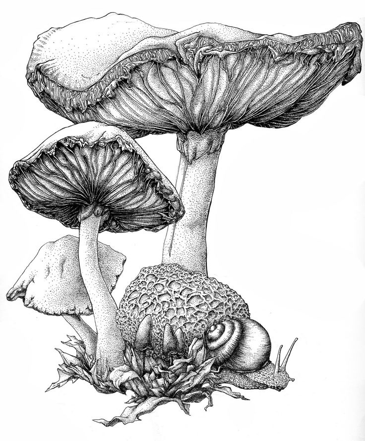 Pin By Agathe On Illustration And Typography  Mushroom Art, Art à Champignons Dessins 