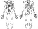 Pin By Jeanne Thomas On Squelette Humain Dessin  Human Skeleton concernant Image De Squelette Humain A Imprimer