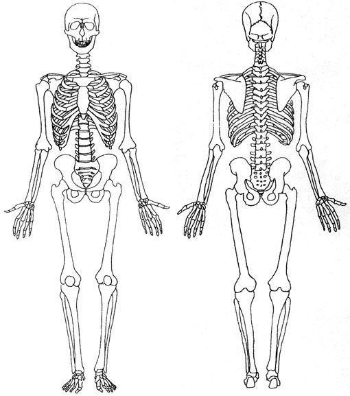 Pin By Jeanne Thomas On Squelette Humain Dessin  Human Skeleton concernant Image De Squelette Humain A Imprimer
