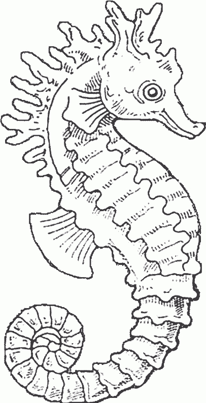 Pin On Hippocampe Seahorse tout Dessin Hippocampe 