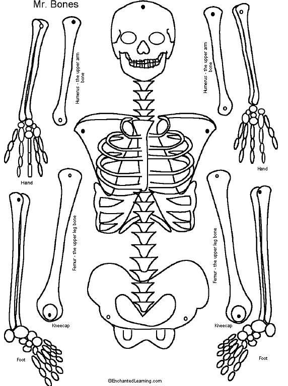 Pin Su School destiné Image De Squelette Humain A Imprimer 