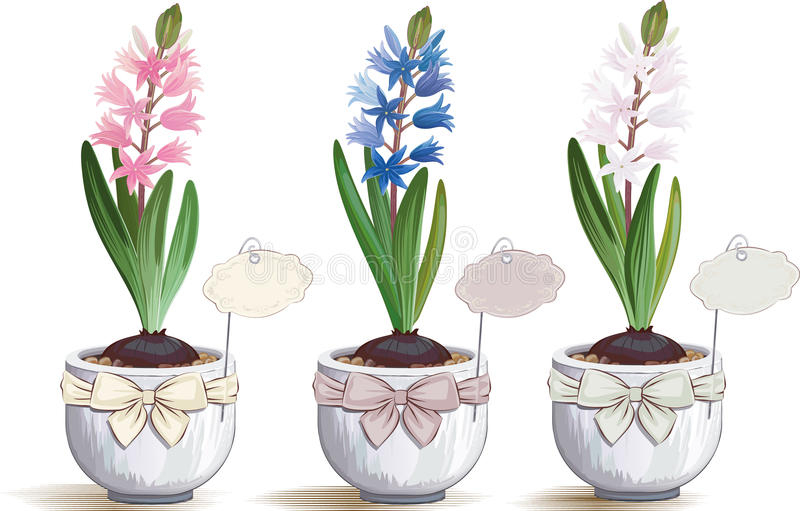 Placez La Fleur De Jacinthe Dans Un Pot Illustration De Vecteur intérieur Dessin Jacinthe