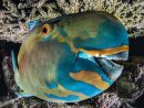 Poisson Perroquet De Passage  Deep Sea Creatures, Underwater Creatures tout Animaux De Mare