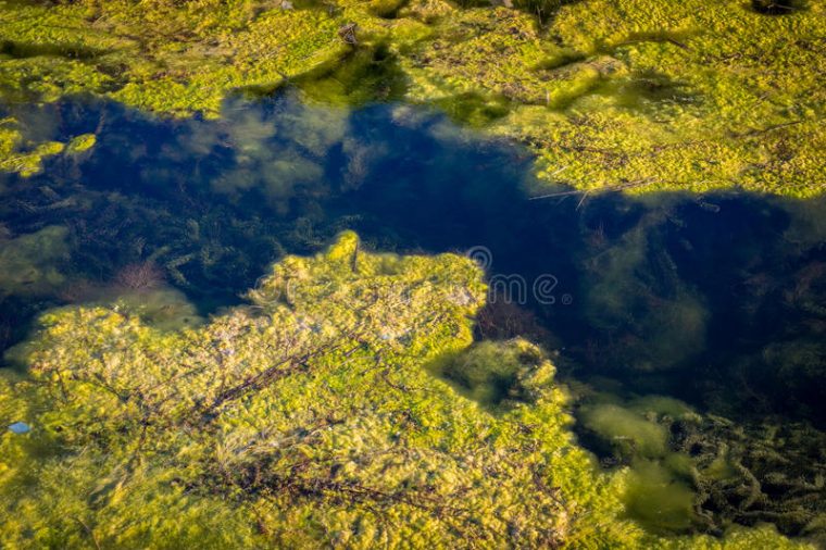 Pollution De L'Eau De Nature Et Algues Et Algue Dans L'Eau Photo Stock encequiconcerne Nature Algues