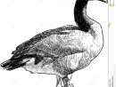 Position Sauvage D'Oie Illustration De Vecteur. Illustration Du Oiseau à Dessin D Oie