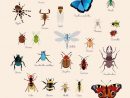 Poster Géant Plastifié : Insectes  Poster Geant, Poster, Poster Enfant encequiconcerne Dessin D Insectes