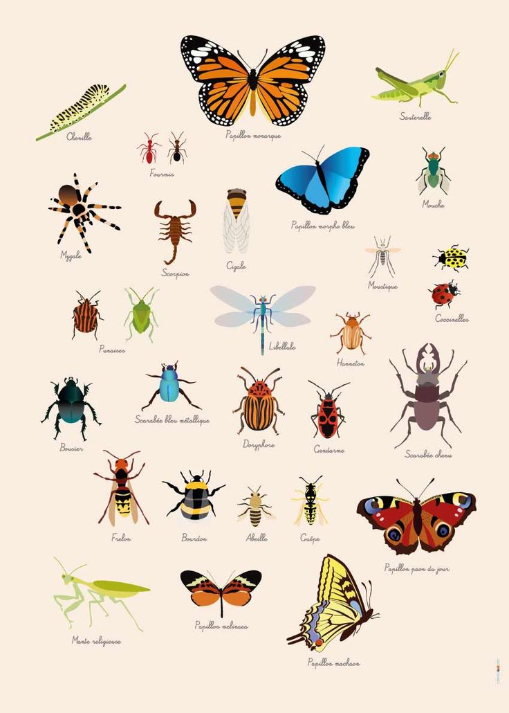 Poster Géant Plastifié : Insectes  Poster Geant, Poster, Poster Enfant encequiconcerne Dessin D Insectes 