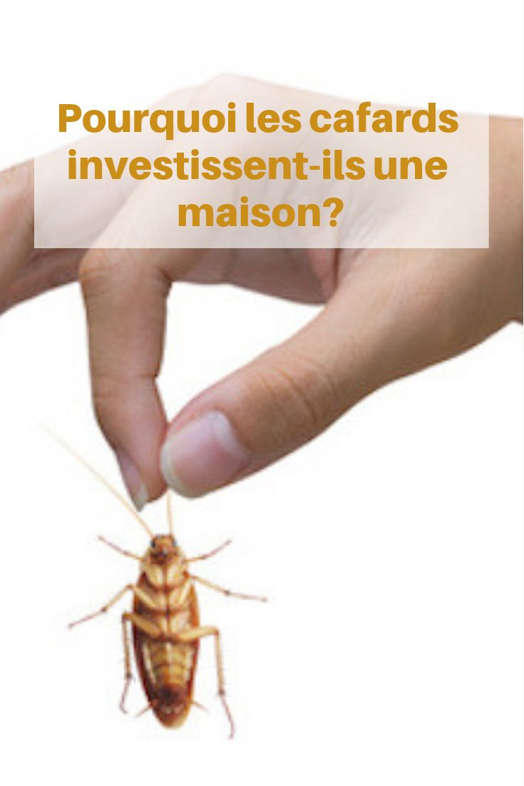 Pourquoi Les Cafards Investissent-Ils Une Maison?  Cafards, Bacterie tout Images Cafards 