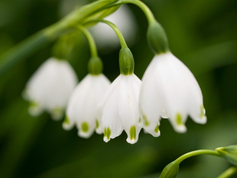 Pourquoi Offre T-On Du Muguet Au 1Er Mai ? Bettinael.passion.couture serapportantà Fleur De Muguet