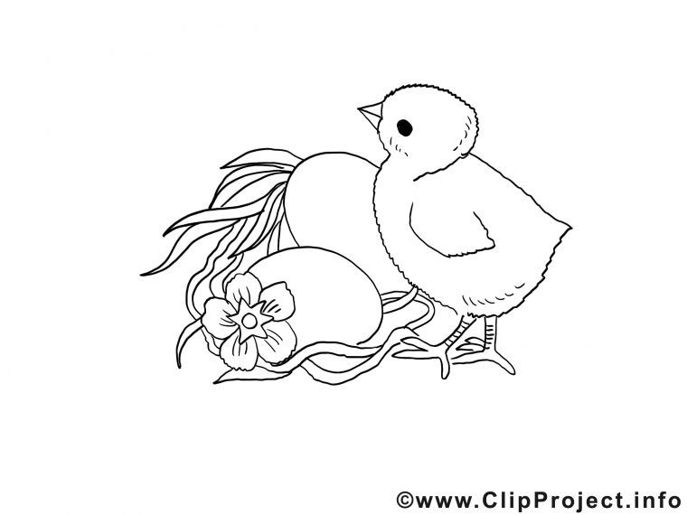 Poussin Image À Imprimer Clipart – Divers Pages À Colorier Dessin avec Coloriage Poussin Piou À Imprimer