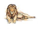 Premium Vector  Portrait Of A Lion From A Splash Of Watercolor, Hand concernant Lionne Dessin