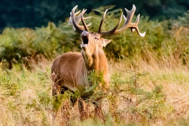 Province : La Saison Du Brame Du Cerf Est Lancée tout Cri Du Sanglier Écouter