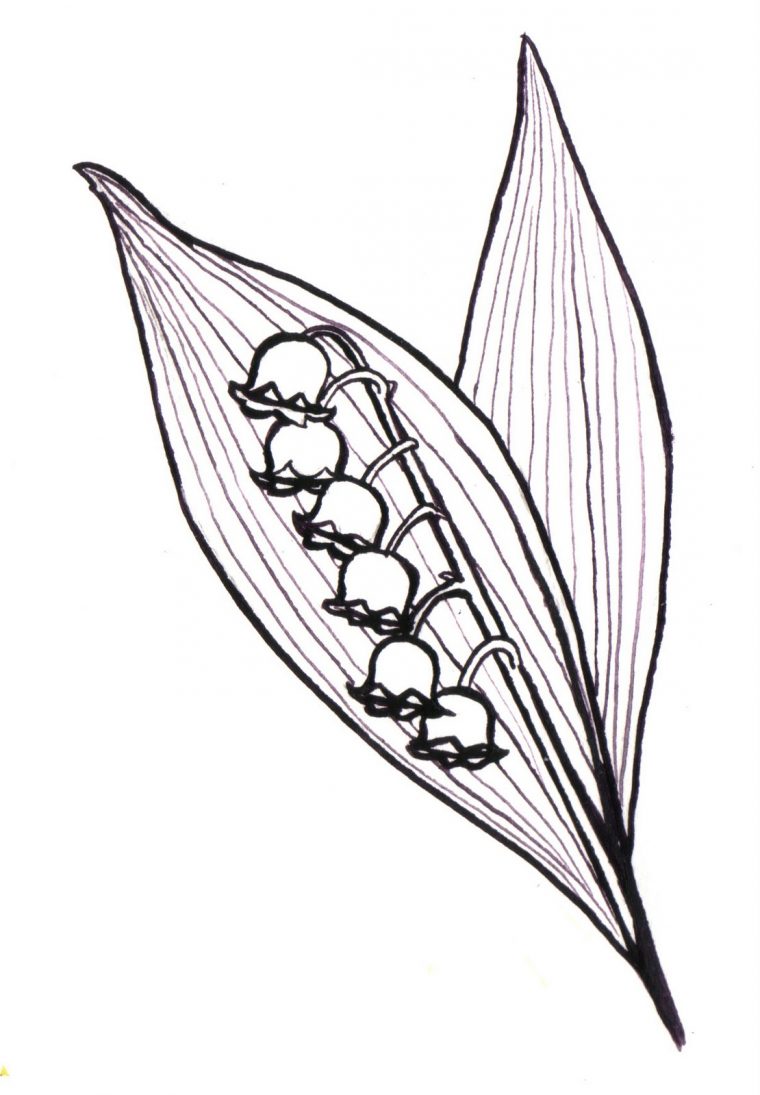 Pz C: Muguet pour Dessin De Muguet