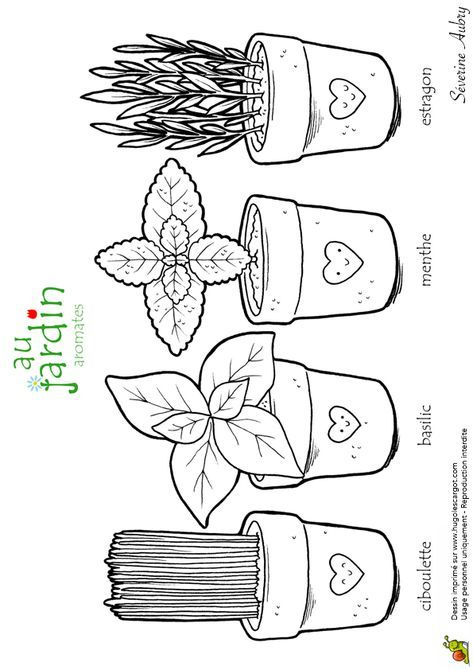 Quatre Genres D&amp;#039;Aromates Dans Un Beau Dessin À Colorier  Coloriage serapportantà Coloriage Jardinage 