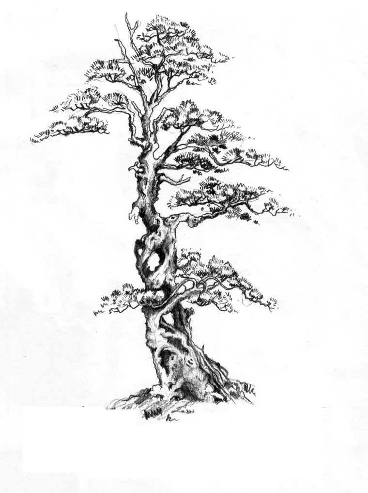 Que Pensez-Vous De Ce Dessin D'Arbre? – Le Bonsai Café – Forums Parlons concernant Arbre Dessin