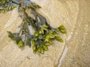 Quiz Les Algues - 5A  Nature, Animaux encequiconcerne Nature Algues