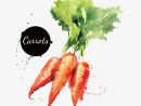 Rábano,Zanahoria,Acuarela,Verduras  Watercolor Fruit, Vegetable destiné Dessin Carotte