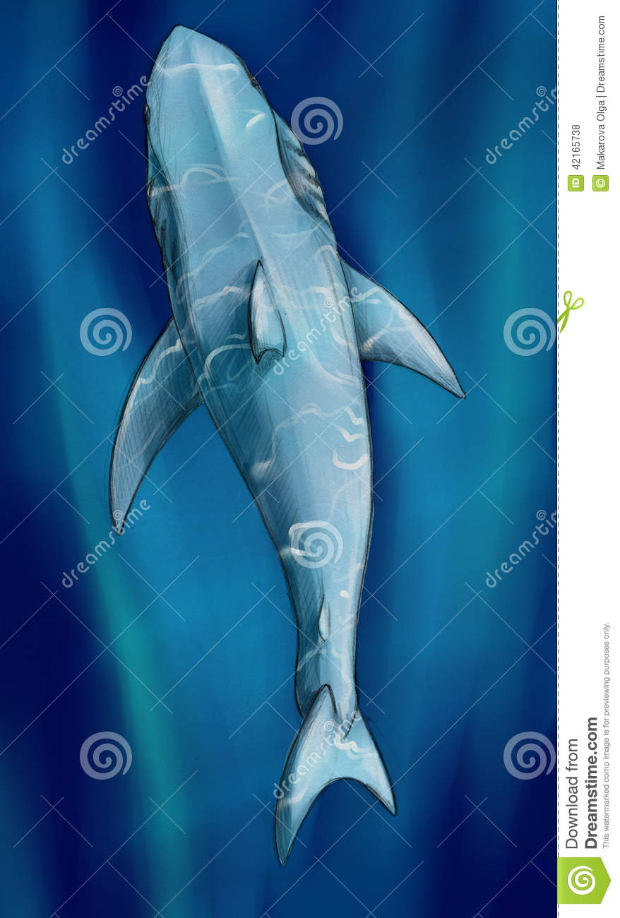 Requin Blanc Sous-Marin Illustration Stock. Illustration Du Dessiné pour Dessin Requin Blanc