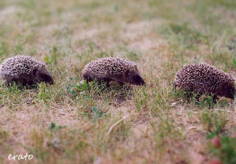 Rêveries: Un Animal  Un Mammifère . tout Cri De Hérisson