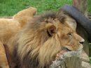 Roi Lion Images · Pixabay · Téléchargez Des Images Gratuites concernant Images De Lions Gratuites