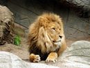 Roi Lion Images · Pixabay · Téléchargez Des Images Gratuites dedans Images De Lions Gratuites