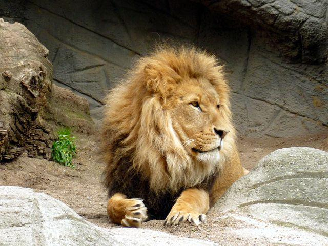 Roi Lion Images · Pixabay · Téléchargez Des Images Gratuites dedans Images De Lions Gratuites 