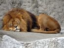 Roi Lion Images · Pixabay · Téléchargez Des Images Gratuites pour Images De Lions Gratuites