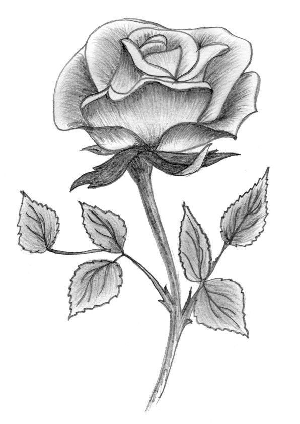 Rose Drawing – #Drawing #Rose  Rose Drawing, Pencil Drawings Of serapportantà Dessin Roses