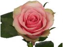 Rose La Belle - Livraison De Roses Roses - France Fleurs pour Fleur Rose Videos