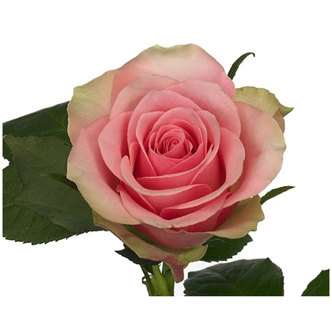 Rose La Belle - Livraison De Roses Roses - France Fleurs pour Fleur Rose Videos 