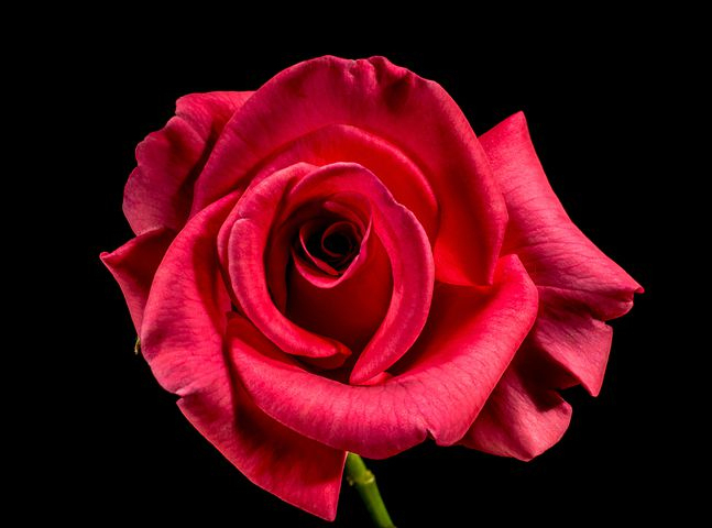 Rose Rouge Images · Pixabay · Téléchargez Des Images Gratuites pour Image Rose Rouge Gratuite