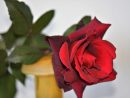 Rose Rouge Images · Pixabay · Téléchargez Des Images Gratuites tout Image Rose Rouge Gratuite
