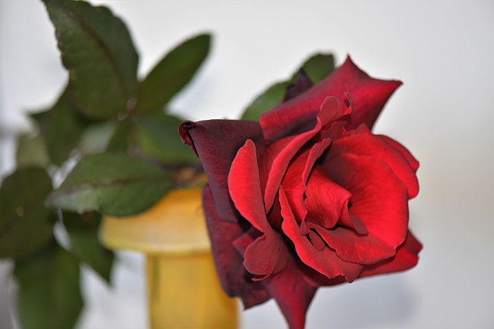 Rose Rouge Images · Pixabay · Téléchargez Des Images Gratuites tout Image Rose Rouge Gratuite