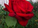 Rose Rouge.  Rose, Plants, Rouge destiné Image Rose Rouge Gratuite