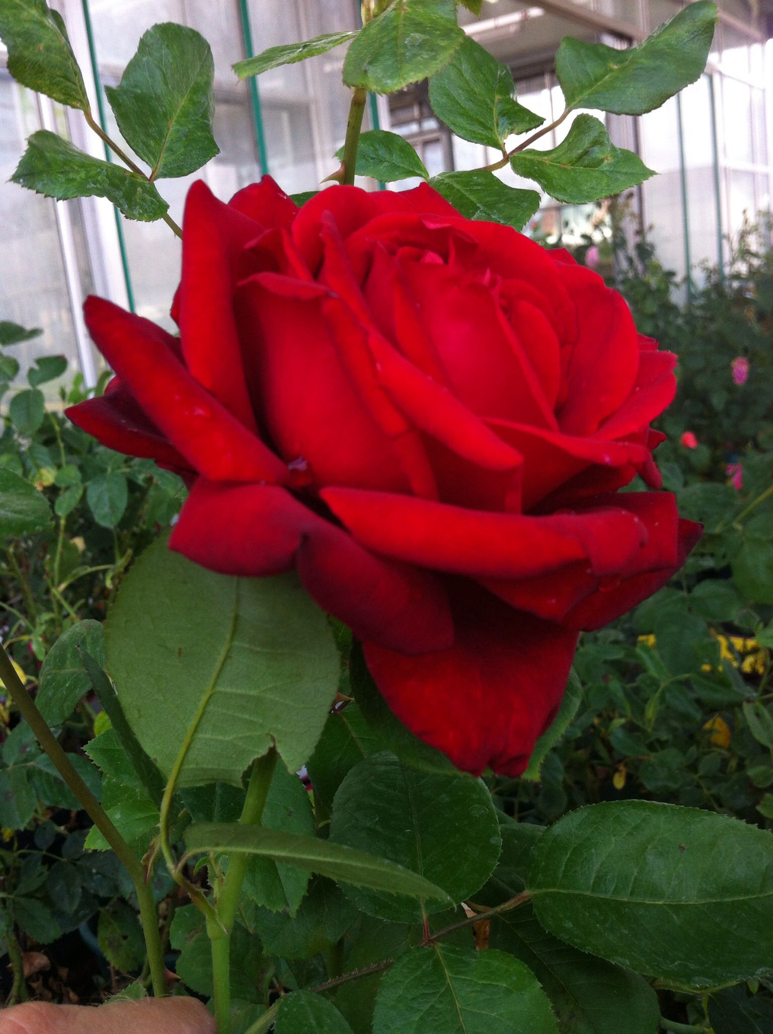 Rose Rouge.  Rose, Plants, Rouge destiné Image Rose Rouge Gratuite 