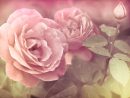 Rose - Signification Des Fleurs concernant Fleur Rose Videos